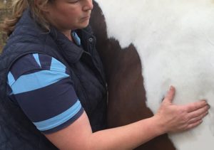 Equine Bowen KB Bowen Therapy